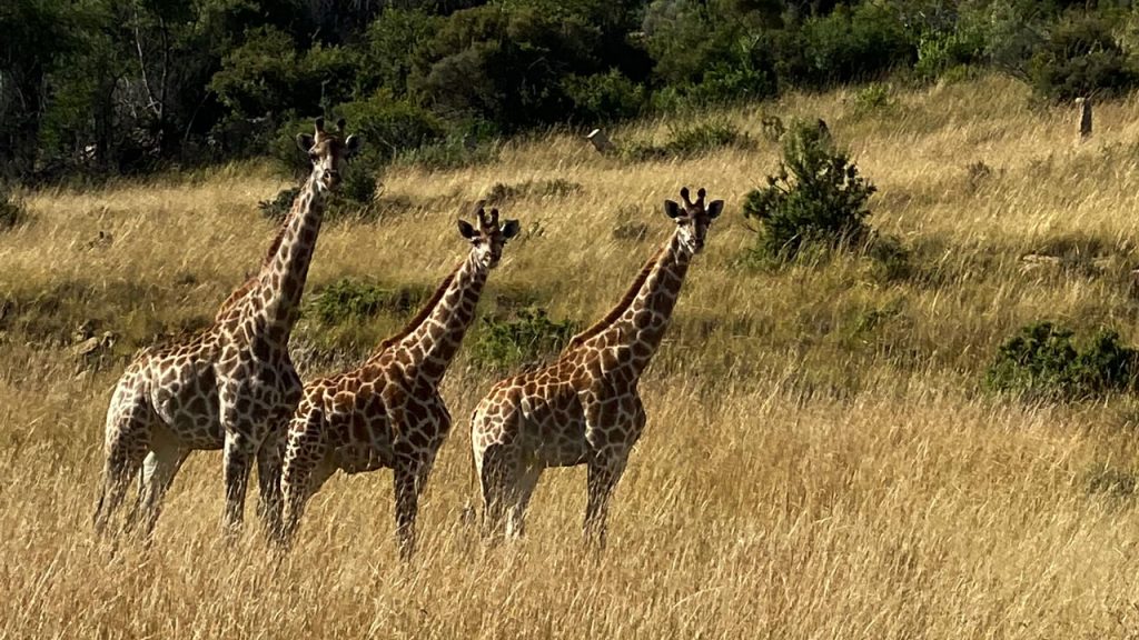 Giraffes