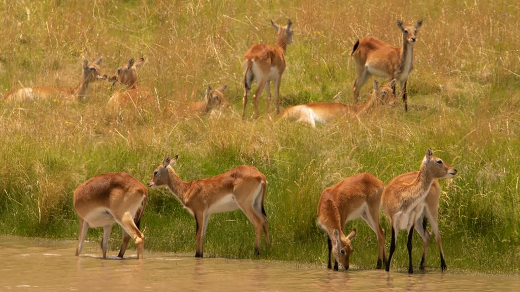 Lechwe herd
